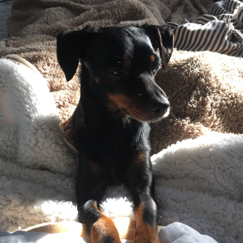 Meet your Posher, Sam